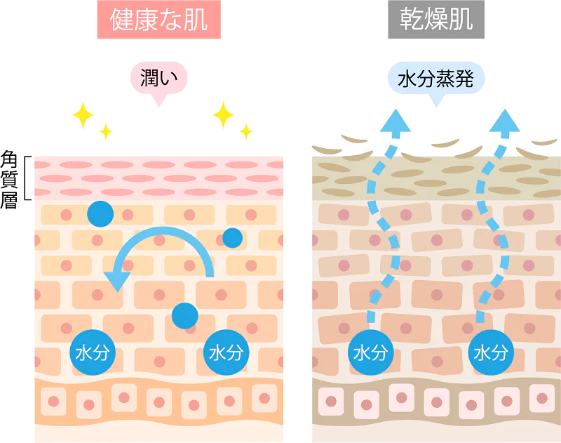 皮膚のバリア機能