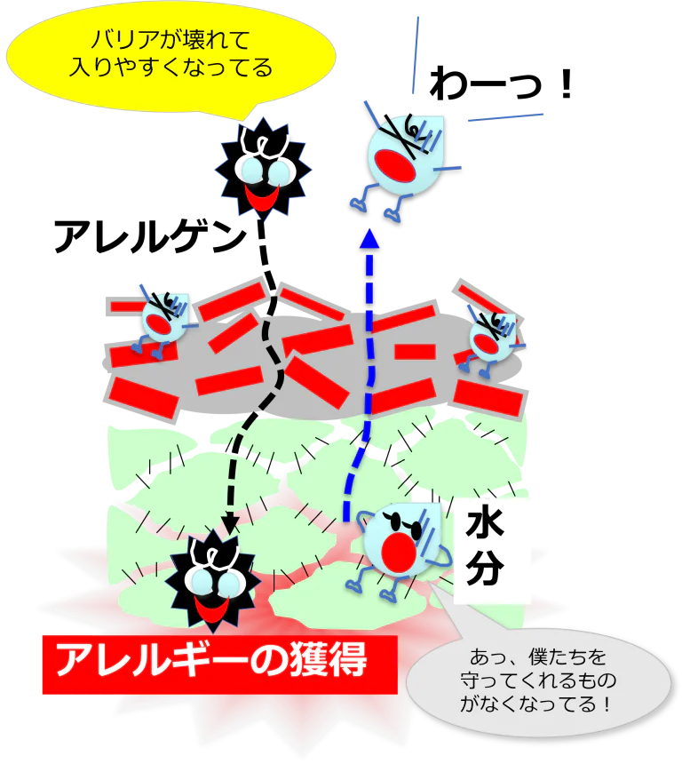 バリア機能の低下した皮膚（乾燥肌）